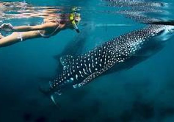 Swimming with the Whale Sharks