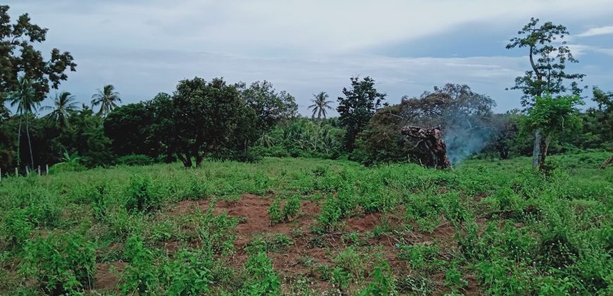FARM LOT WITH  OVERLOOKING VIEW OF APO ISLAND