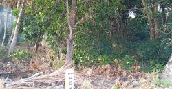 HIGHWAY LOT FOR SALE IN DAUIN