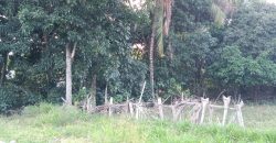 HIGHWAY LOT FOR SALE IN DAUIN