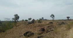 14 HECTARES FARM LAND FOR SALE