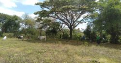 LOT FOR SALE IN ZAMBOANGUITA NEGROS ORIENTAL