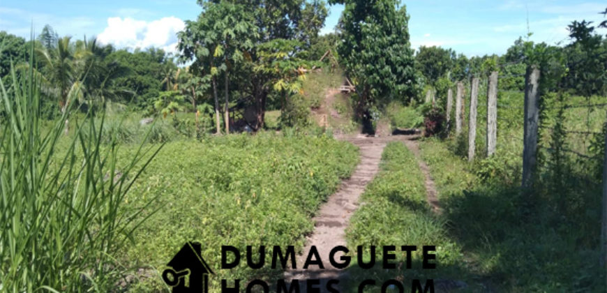 1 HECTARE FARM LAND FOR SALE IN DAUIN