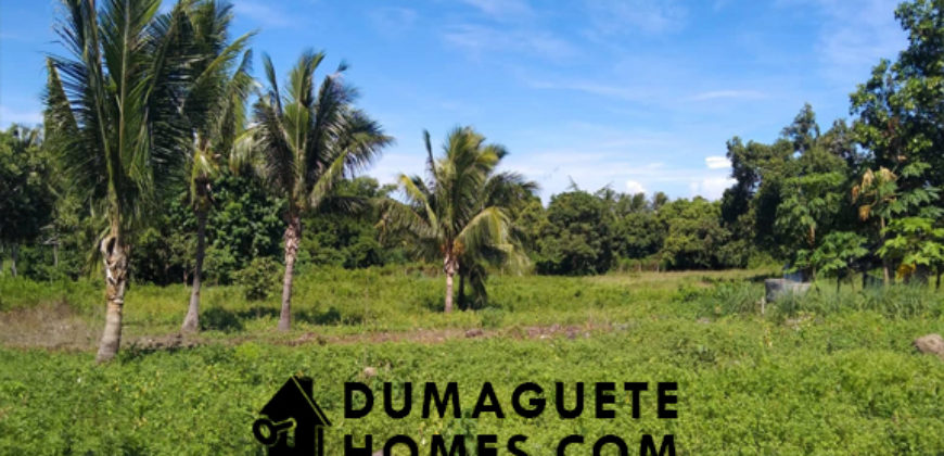1 HECTARE FARM LAND FOR SALE IN DAUIN